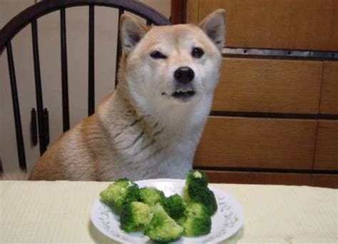 dogs eat broccoli