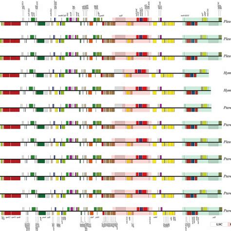 The Plastid Genome S Structure Of Pterocyclus And Its Allies Lsc Long