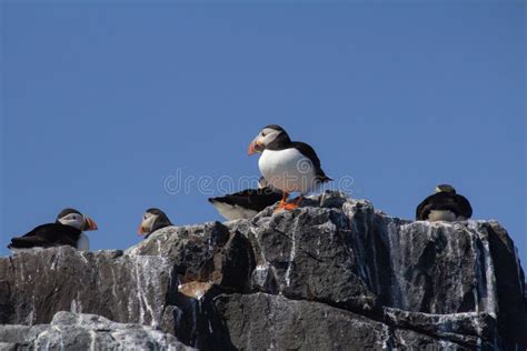 Puffins on a Cliff in the Farne Islands Stock Photo - Image of spring, northumberland: 122581658