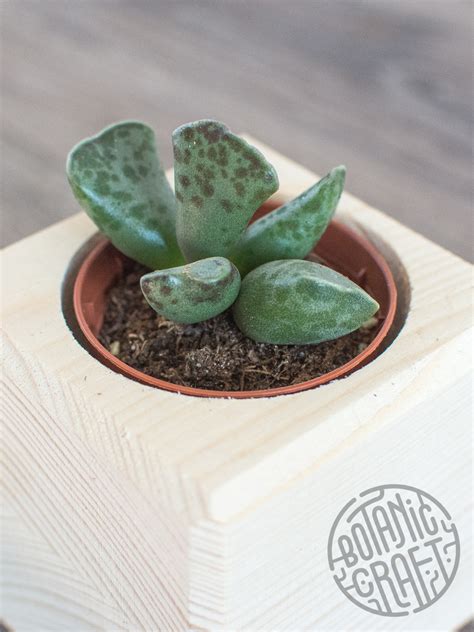 АДРОМИСКУС КУПЕРА - Botanic Craft | Цветы и растения в Хабаровске