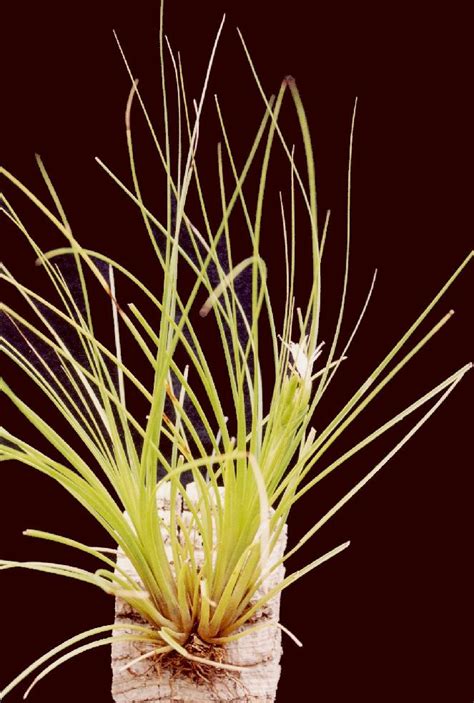 Bromeliads In Australia Tillandsia Festucoides