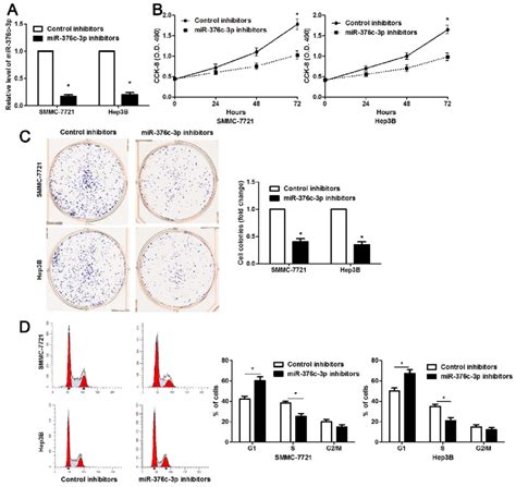 Mir 376c 3p Knockdown Suppresses Proliferation And Cell Cycle Download Scientific Diagram