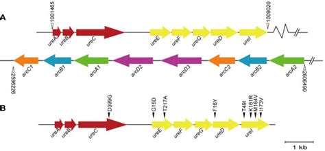 Genetic Organization Of Urease Gene Cassette And The Two Adjacent Arc