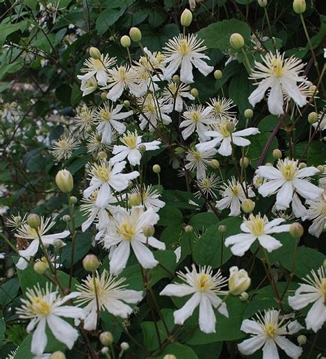 White Clematis Clematis Paul Farges Summer Snow Canada