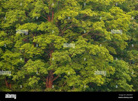 Mature Maple Tree In Northern Wisconsin Stock Photo Alamy