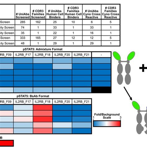 Il 2rβγ Bispecific Uniabs Induce Proliferation And Stat5 Download