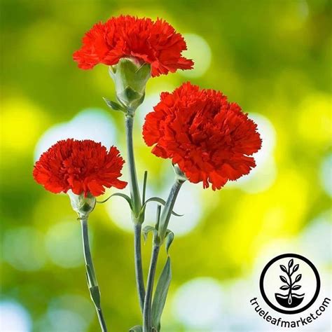 Carnation Seeds Cancan Scarlet Flower Seeds Carnations Annual Flowers