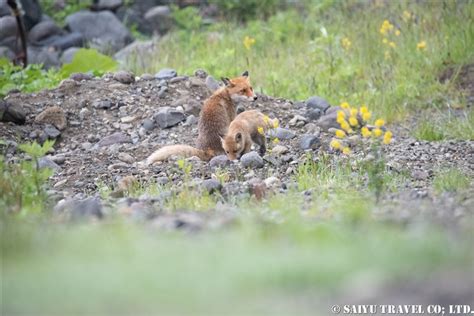 Shiretoko Peninsula: Red Foxes Born at the Fisherman’s Hut