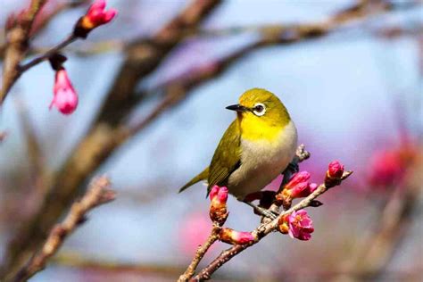 Comment Faire Taire Un Oiseau Guide Chat Et Chien