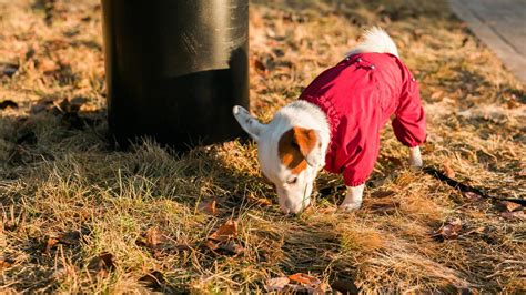 Cómo Evitar Que Un Cachorro Se Coma Todo