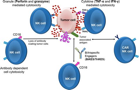 Frontiers Chimeric Antigen Receptor Expressing Natural Killer Cells