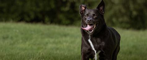 Everything You Need to Know About the Blue Heeler Lab Mix | Pet Side