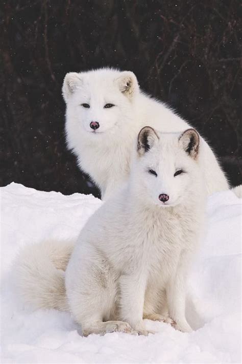 Arctic foxes – Artofit