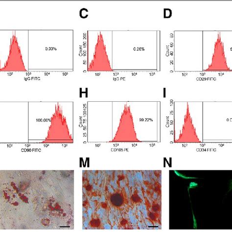 Uc Mscs Express Specific Surface Antigens And Possess Multi Lineage