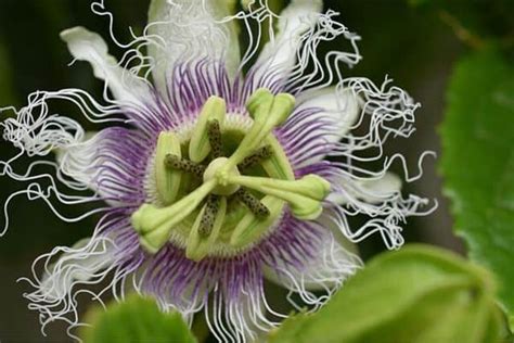 How To Dry Passion Flowers Urban Garden Gal