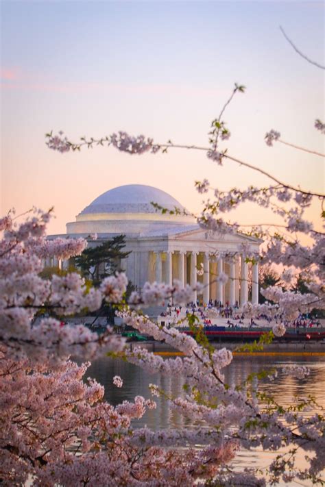 Your ultimate guide to seeing washington dc s cherry blossoms – Artofit