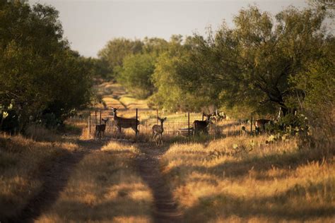 Herradura Ranch East 2,642 acres near Cotulla - Busbee Ranches