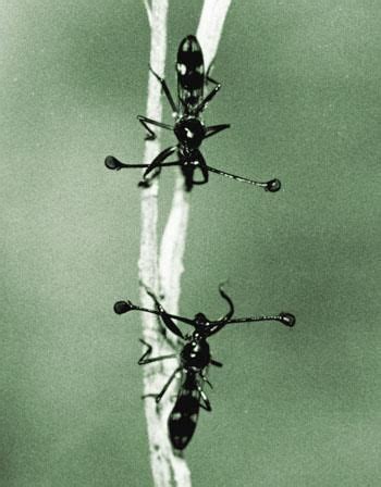 Stalk Eyed Flies Fighting - Stilk and Stalk