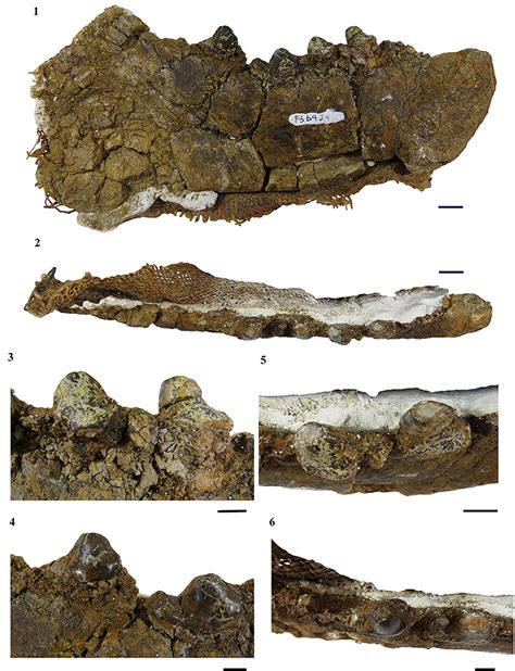 New Carnivorous Ungulate Fossil Found John Day Fossil Beds National