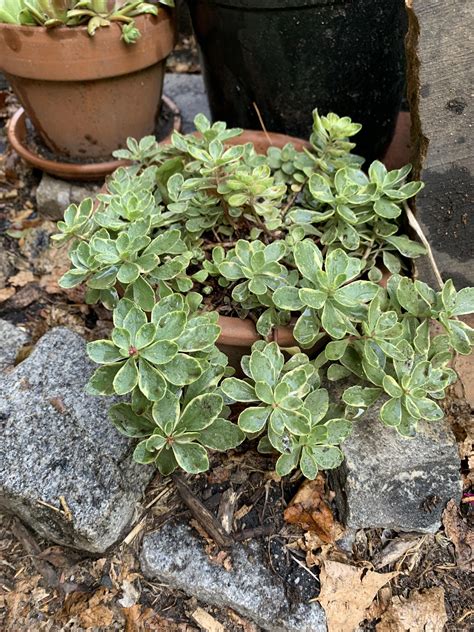 New York City : r/PlantIdentification