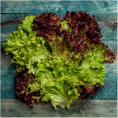 Lollo Rosso Lettuce Seeds (Lactuca sativa) - Seed Needs – Seed Needs LLC