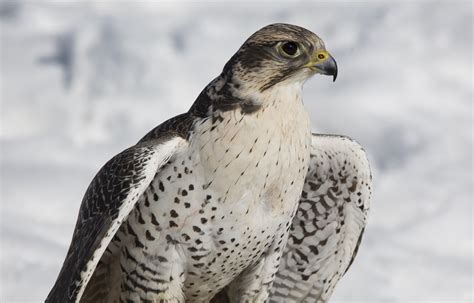 Download Animal Falcon Hd Wallpaper