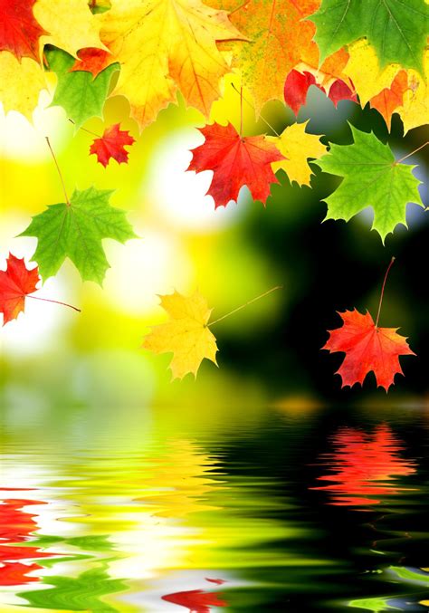 Fall Leaves Wallpapers - 4k, HD Fall Leaves Backgrounds on WallpaperBat