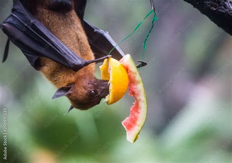 Fruit Bat Also Known As Flying Fox Hanging Upside And Down Eating Juicy