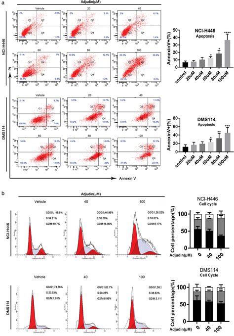 Adjudin Induced Apoptosis And S Cell Cycle Arrest In Smallcell Lung