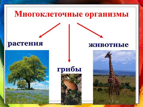 Мир живых организмов планеты - презентация онлайн