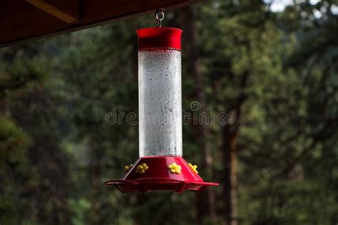 Hummingbird feeder stock image. Image of little, landscape - 169517703