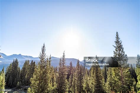 Pemandangan Hutan Pinus Hijau Dan Matahari Di Langit Biru Dari Jalan ...