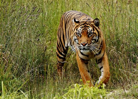 Tiger Free Stock Photo - Public Domain Pictures