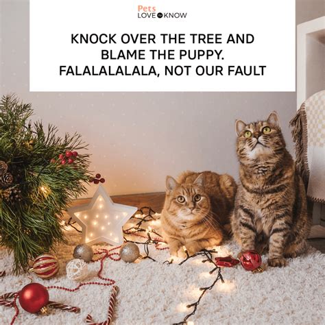 Christmas Cat Memes & Salutations Just Purrrfect for Sharing ...