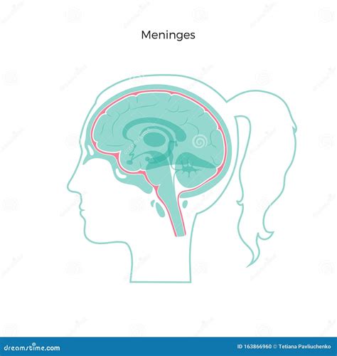 Vector Isolated Illustration Of Meninges Stock Vector Illustration Of Cortex Endocrine 163866960