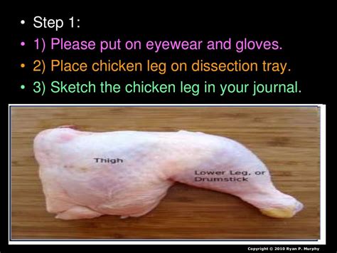 Chicken Leg Dissection Powerpoint Muscular System Skeletal System