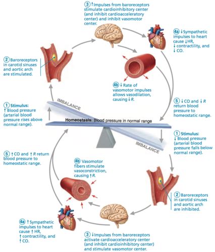 Blood Pressure Lab Flashcards Quizlet