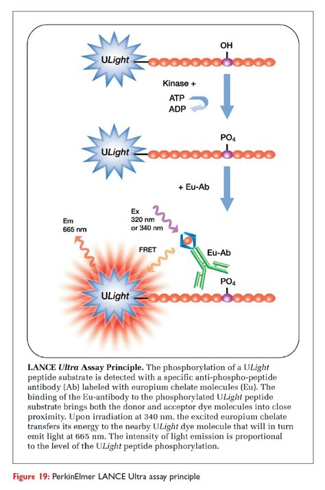 Kinase Screening And Profiling Products Spoilt For Choice Drug