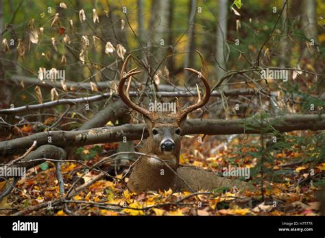 White Tailed Deer Odocoileus Virginianus Large Buck Bedded Down In