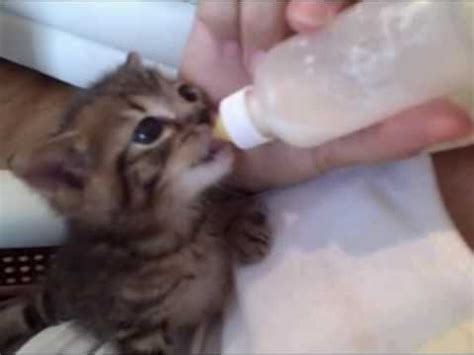 Pussy Cat Simba Sucking On Nipple YouTube