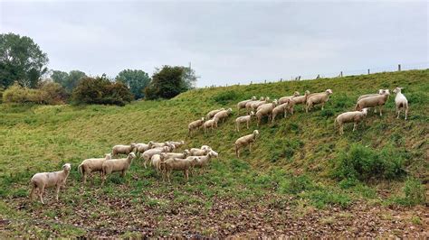 Veere Door Marja Bos Groot Valkenisse Schaapjes Op De Dij Flickr