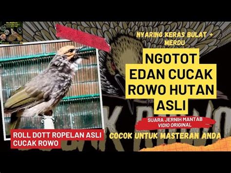 Cucak Rowo Hutan Gacor Variasi Ropel Top Masteran Dan Pancingan Cucak