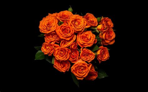 Spray Rose Orange Babe Xflora Group