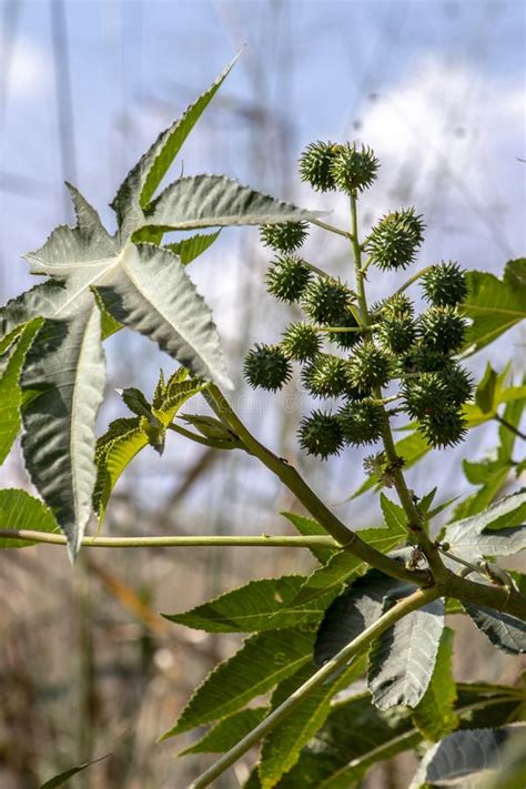 Planta De Frijoles De Castor En Campo Foto De Archivo Imagen De Hojas