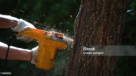 Gergaji Listrik Menebang Pohon Di Hutan Untuk Membangun Rumah Dan