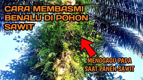 CARA AMPUH MEMBASMI BENALU DI POHON SAWIT YouTube