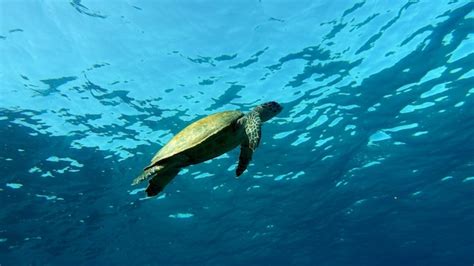 Tartaruga de pente espécie cr tartaruga de pente eretmochelys