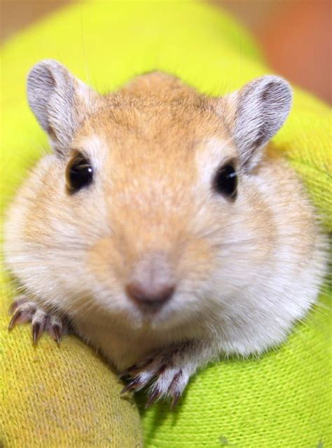 85 Best Gerbils Images By Hunter Glisson Warner On Pinterest Rodents