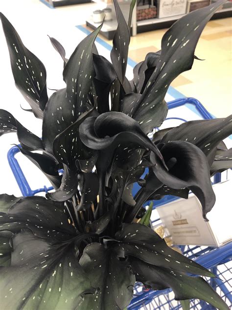 calla lily zantedeschia? : r/houseplants