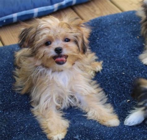 Mi Ki puppy dog for sale in southeast, Kansas